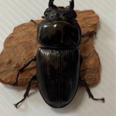 ラスト10頭！久留米オオクワガタ幼虫10頭セットの画像