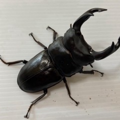ラスト10頭！久留米オオクワガタ幼虫10頭セットの画像