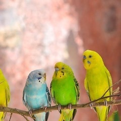 セキセイインコを貰って下さる方を募集します🦜
