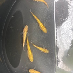 サンシャイン　若魚　10匹の画像