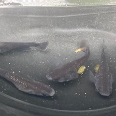 夢中メダカ様血統　曜変天目　若魚10匹の画像