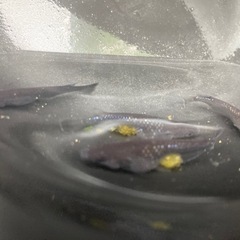 夢中メダカ様血統　曜変天目　若魚10匹の画像
