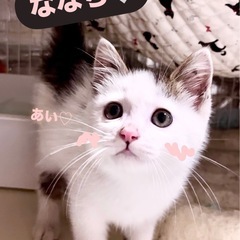 ちいかわハチワレヘアー🩵ななち🩵里親さん募集🩵🌼*･