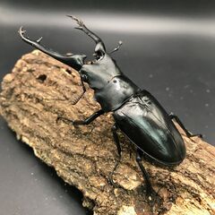 【成虫】ケイスケギラファノコギリクワガタ【ペア】の画像