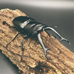 【成虫】ギラファノコギリクワガタ【ペア】の画像