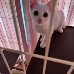 子猫の里親募集