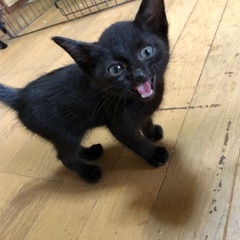 🐱生後2ヶ月子猫の里親探してます🐱