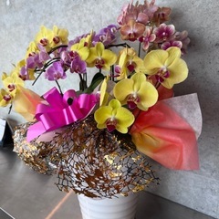 お祝い用胡蝶蘭の画像
