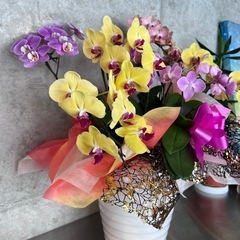 お祝い用胡蝶蘭の画像
