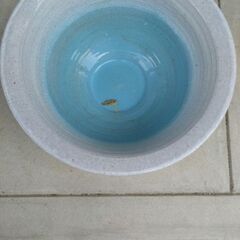 睡蓮鉢　メダカの画像