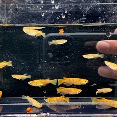 メダカ　赤斑系　赤虎の画像