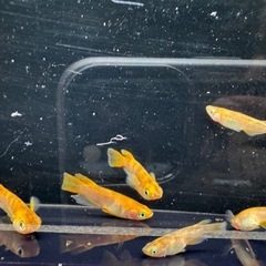 メダカ　赤斑系　赤虎の画像