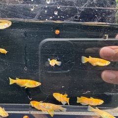メダカ　赤斑系　赤虎の画像