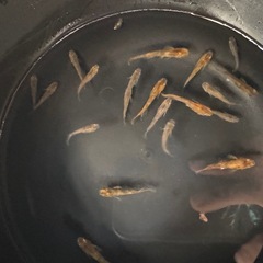メダカ　赤斑系　赤虎の画像
