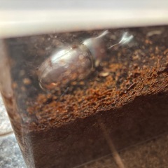 カブトムシ