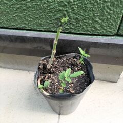 タラの芽の中古が安い！激安で譲ります・無料であげます｜ジモティー