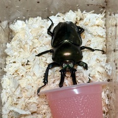 ニジイロクワガタ　オス　長歯
の画像