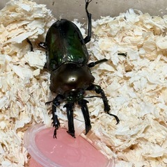 ニジイロクワガタ　オス　長歯の画像