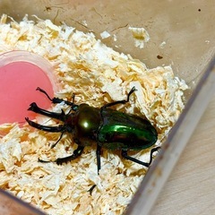 ニジイロクワガタ　オス　長歯の画像