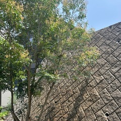 シマトネリコ🌿シンボルツリーに 庭木の画像