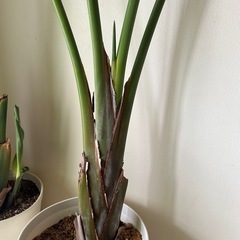 大型　観葉植物　ストレリチア　2鉢の画像