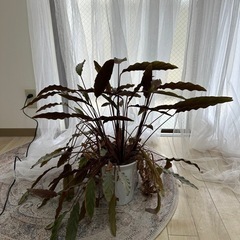 観葉植物　クリプトコリネの画像