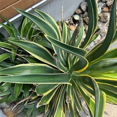 アガベ🌿お譲りしますの画像