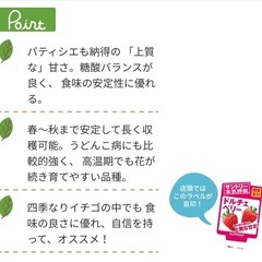 いちごの苗　プランター🉑たくさん実がつきます　の画像