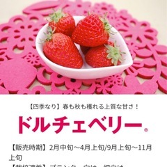 いちごの苗　プランター🉑たくさん実がつきます　の画像