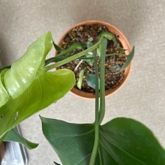 モンステラの画像