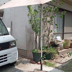 折り畳みベットとパラソルの画像