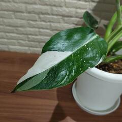 観葉植物　フィロデンドロン ホワイトウィザード　班入りの画像