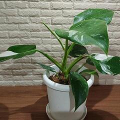 観葉植物　フィロデンドロン ホワイトウィザード　班入り