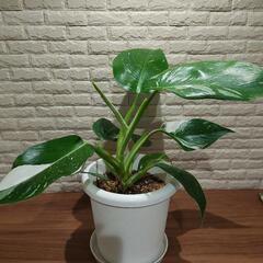 観葉植物　フィロデンドロン ホワイトウィザード　班入りの画像