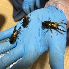 メタリフェルの画像
