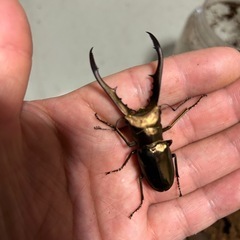 メタリフェルの画像