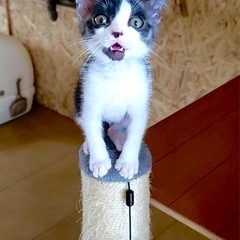 オスの元気な兄弟！会いに来て！