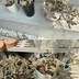 ランキングキーワードに紐づく投稿画像-多肉植物