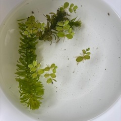 青メダカの稚魚の画像
