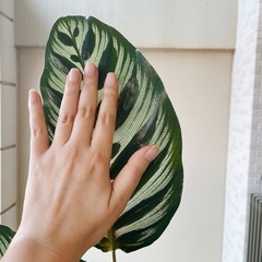 観葉植物　カラテア マコヤナ 大株の画像