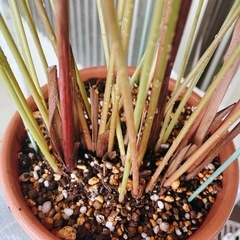 観葉植物　カラテア マコヤナ 大株の画像