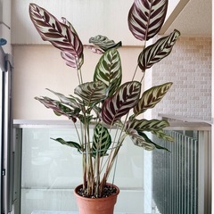 観葉植物　カラテア マコヤナ 大株の画像