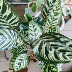 観葉植物　カラテア マコヤナ 大株の画像
