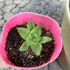 多肉植物シンビフォルミスの画像