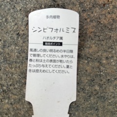 多肉植物シンビフォルミスの画像