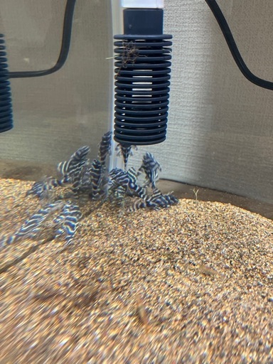 熱帯魚水槽セット24日までの引取値下げ