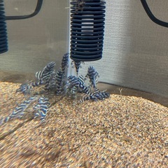 熱帯魚水槽セットの画像