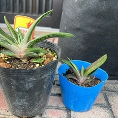 多肉植物リトルワーティーの画像