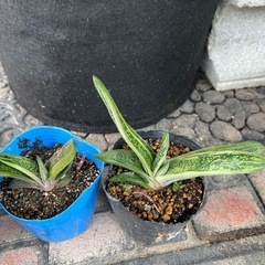 多肉植物リトルワーティーの画像