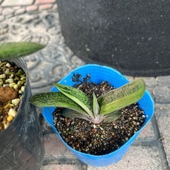 多肉植物リトルワーティーの画像